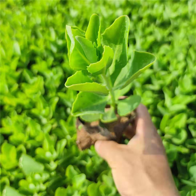 茂刚  八宝景天供应商  花淡粉红色