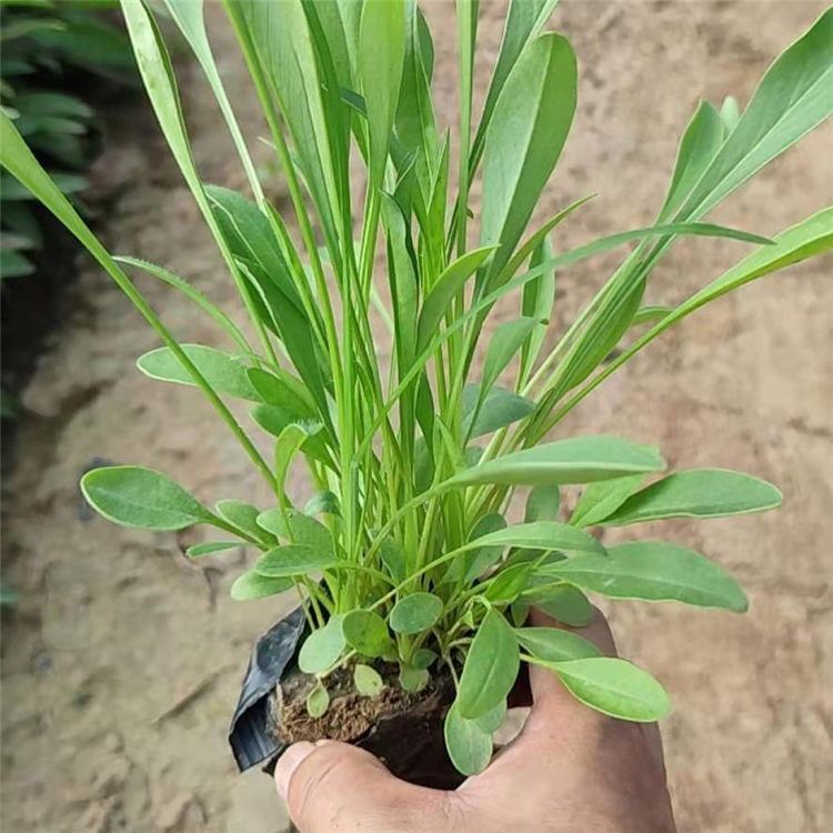大量供应金鸡菊  金鸡菊基地  公园道路两旁黄色菊花