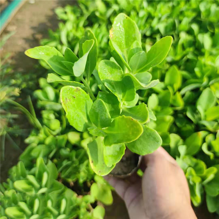 茂刚  八宝景天小苗  花淡粉红色