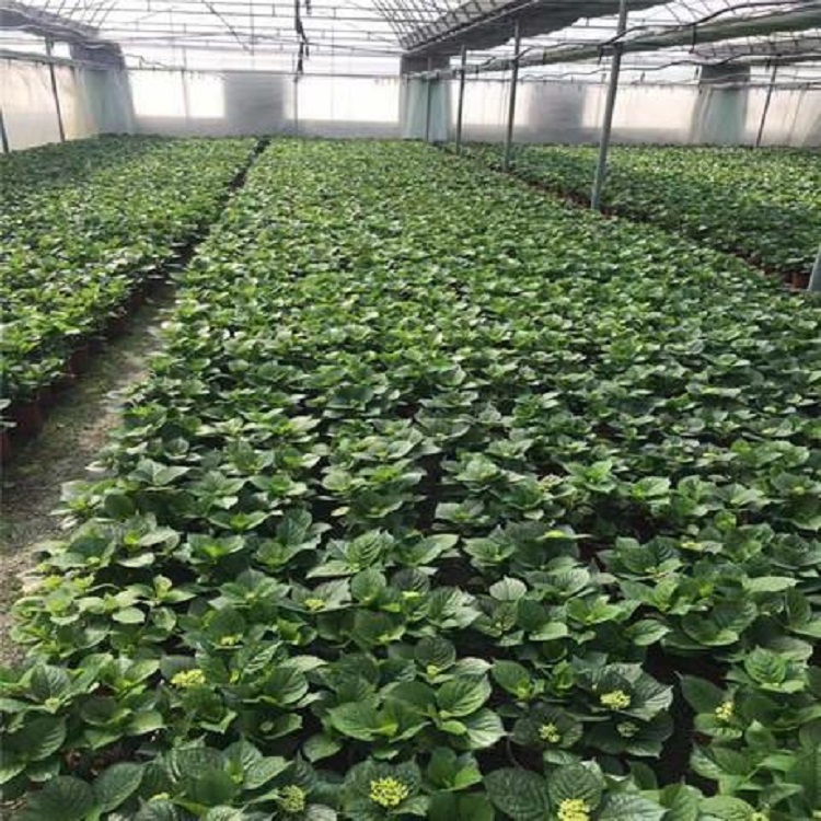 茂刚花卉大量供应绣球  无尽夏绣球供应商  价格合理