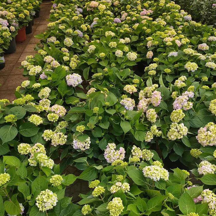 茂刚  绣球花 花型丰满大而美丽 观赏性好 颜色清秀