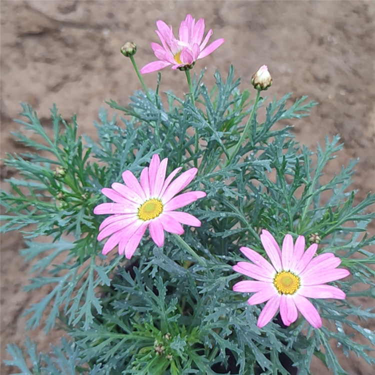 基地批售木春菊盆栽  木春菊报价  可用于公园美化