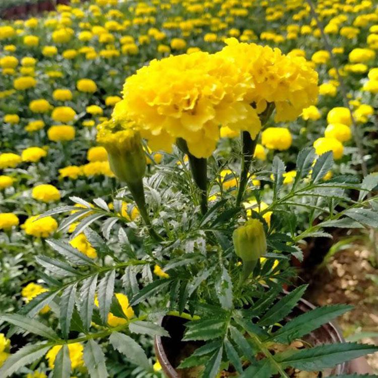 庭园栽培草花  孔雀草苗  多用作花境前景或中景栽植