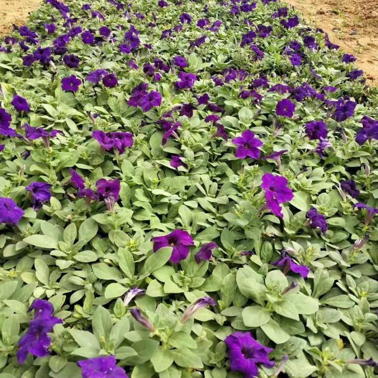 地被花卉  牵牛批发  可打造花海