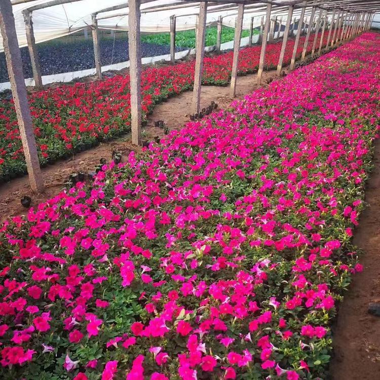 地被花卉  牵牛价格  可用作花坛点缀
