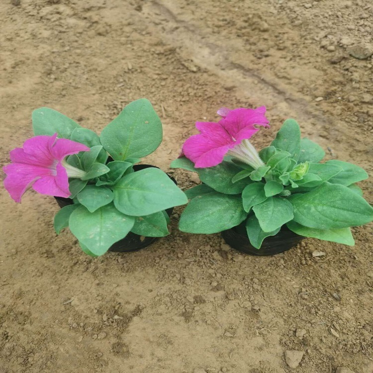 承接时令草花  矮牵牛价格  颜色丰富艳丽