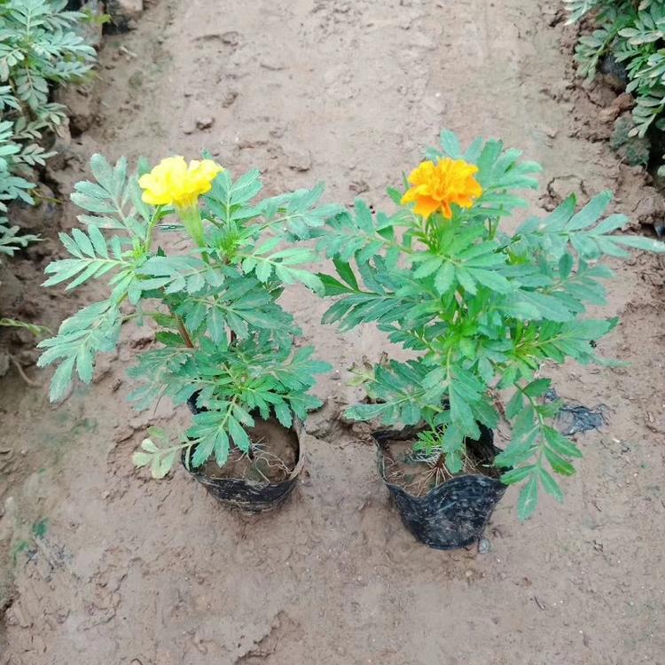 庭园栽培草花  孔雀草价格  多用作花境前景或中景栽植
