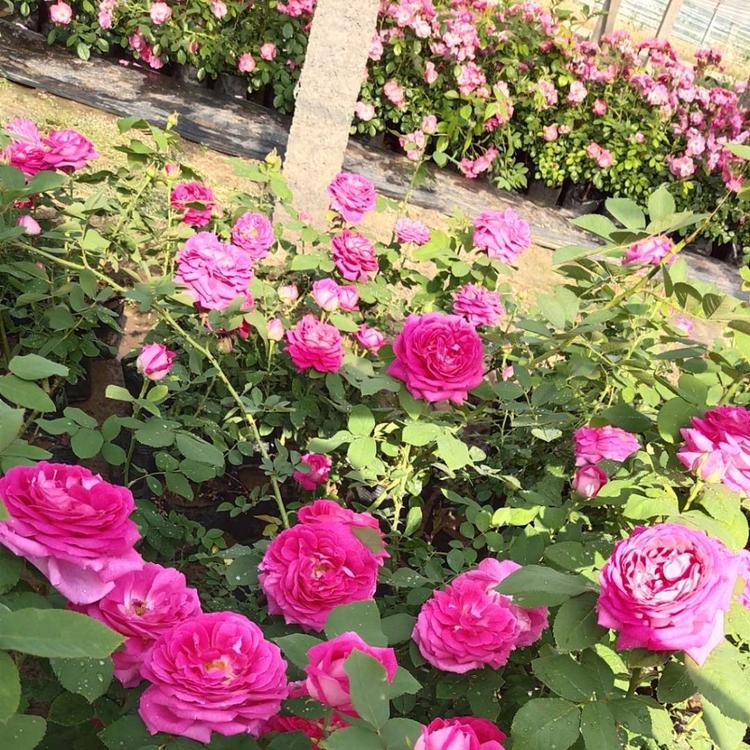 色彩艳丽的欧洲月季  欧月小苗价格 香气扑鼻