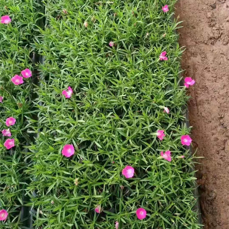 绿植盆栽欧石竹  欧石竹小苗 适应性好