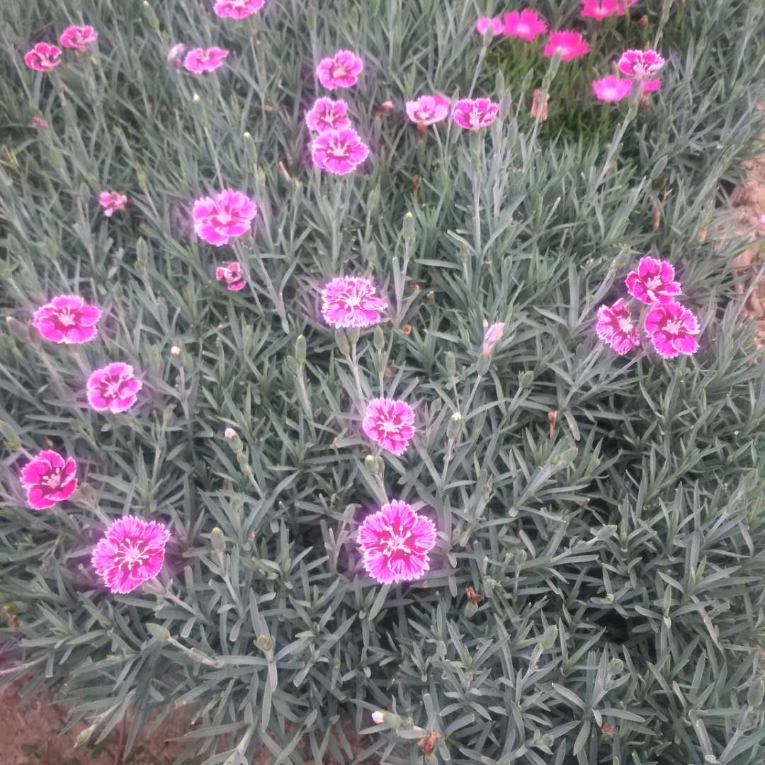 常年开花欧石竹  观赏欧石竹 适应性好