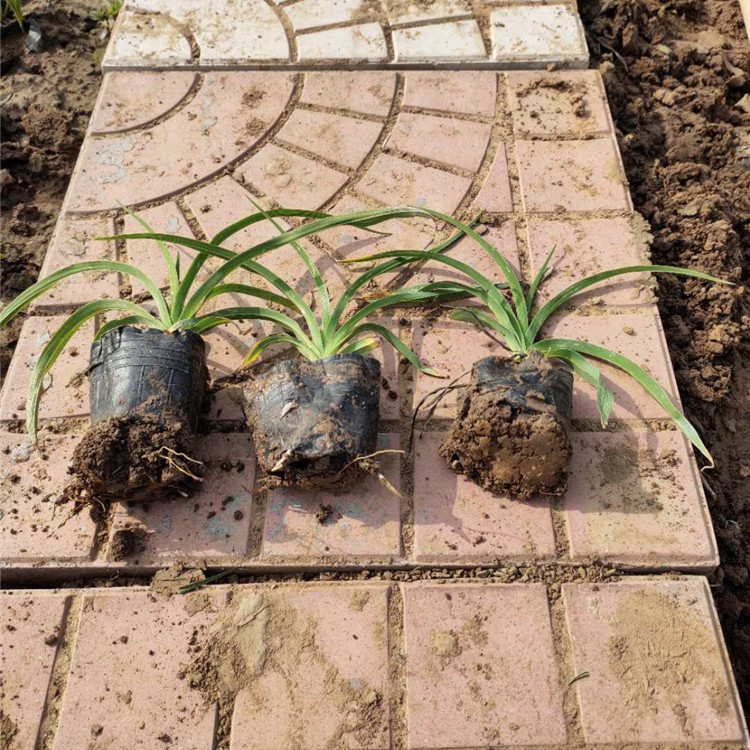 青州金娃娃萱草  金娃娃萱草种植基地  株型矮壮