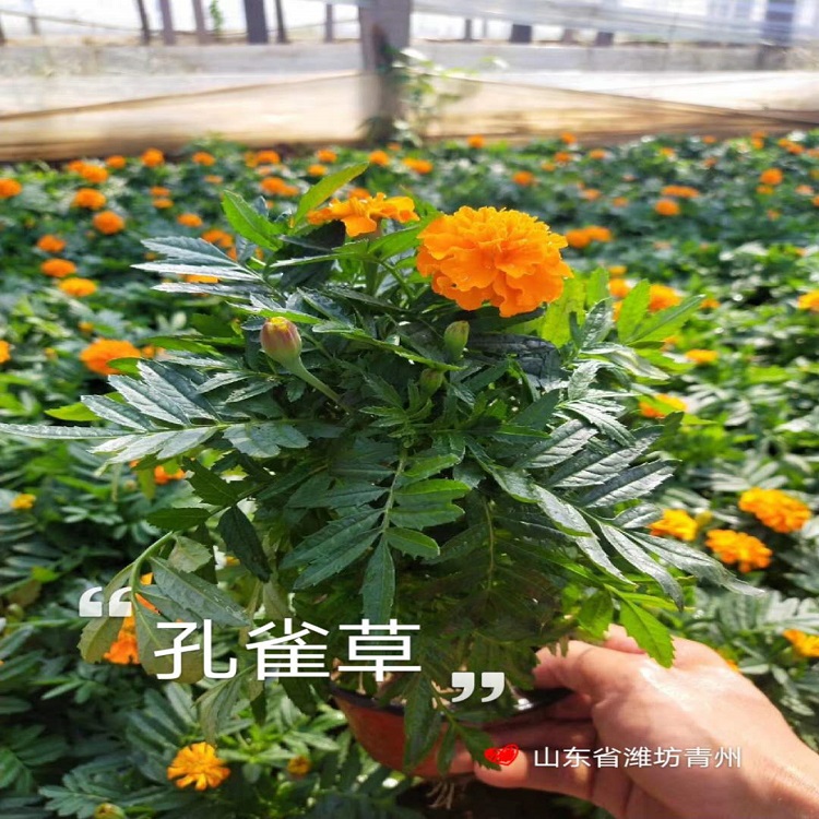 青州孔雀草  孔雀草供应  多用于城镇绿化、美化环境