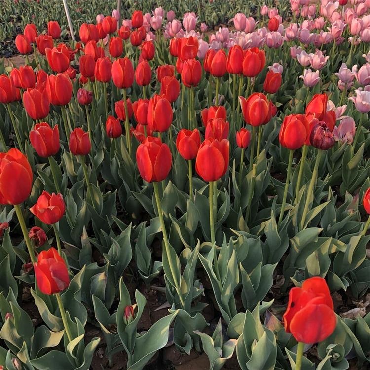郁金香基地直发  郁金香花海  喜光照温暖