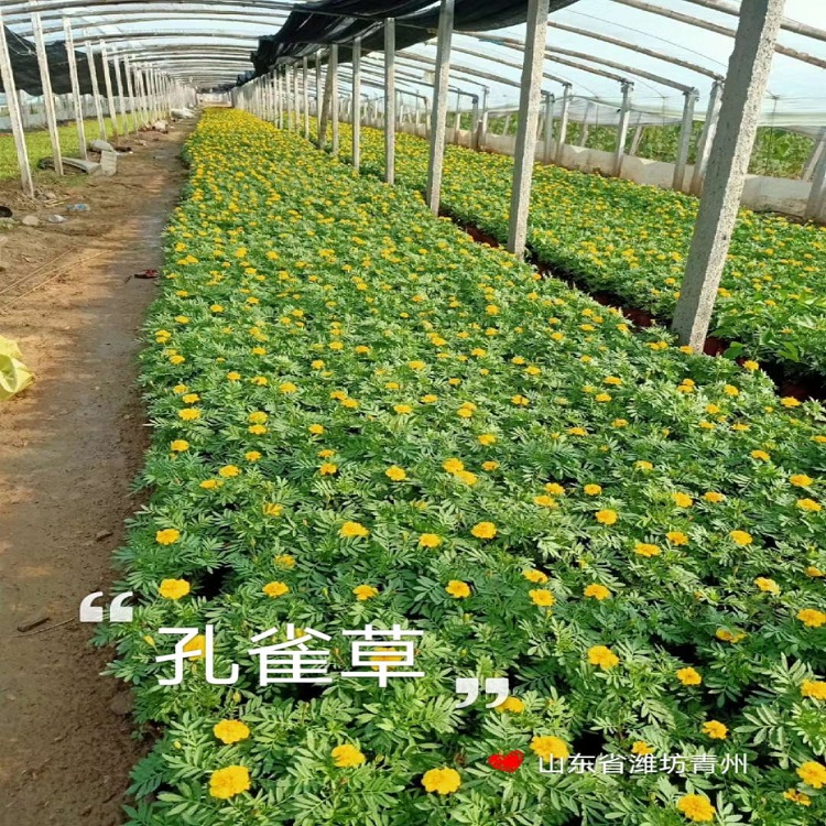 庭园栽培草花  孔雀草盆栽  多用作花境前景或中景栽植
