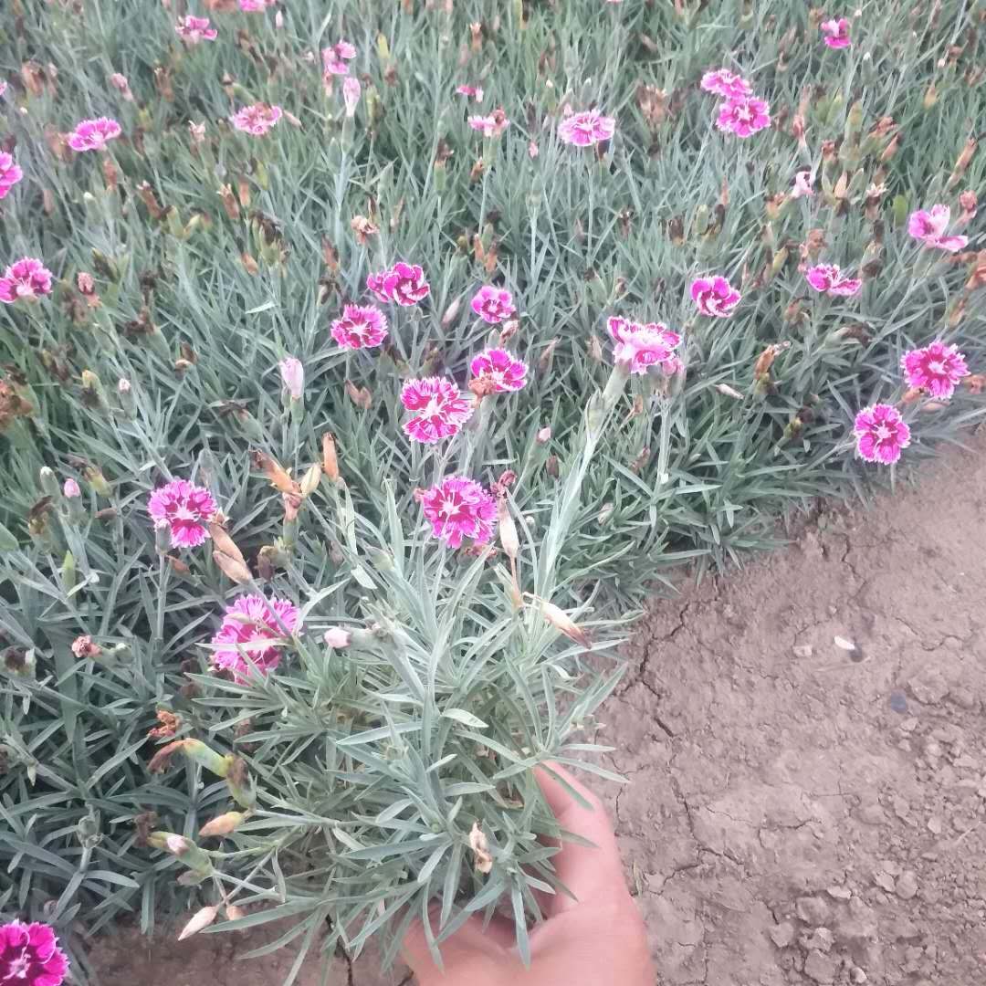 绿植盆栽欧石竹  批发欧石竹 适应性好