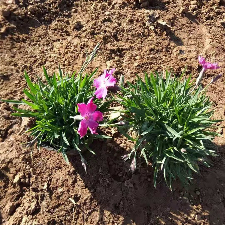 基地供应欧石竹  欧石竹价格 植株低矮，适合花海打造,