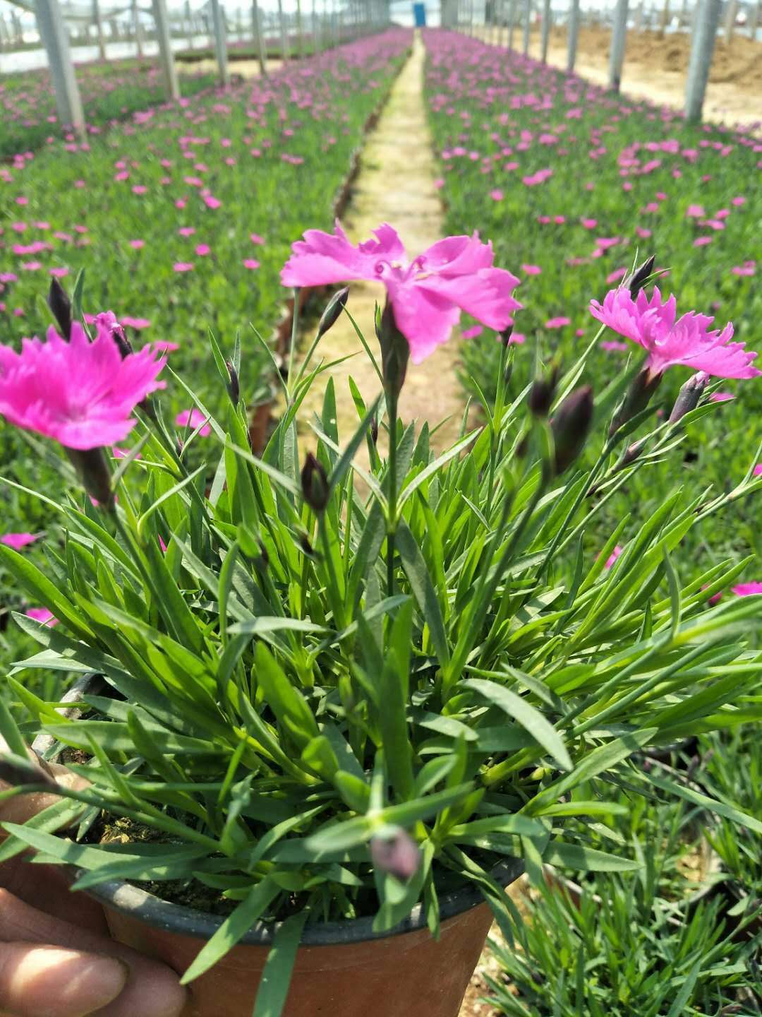 绿植盆栽欧石竹  欧石竹花海 可用于花海打造