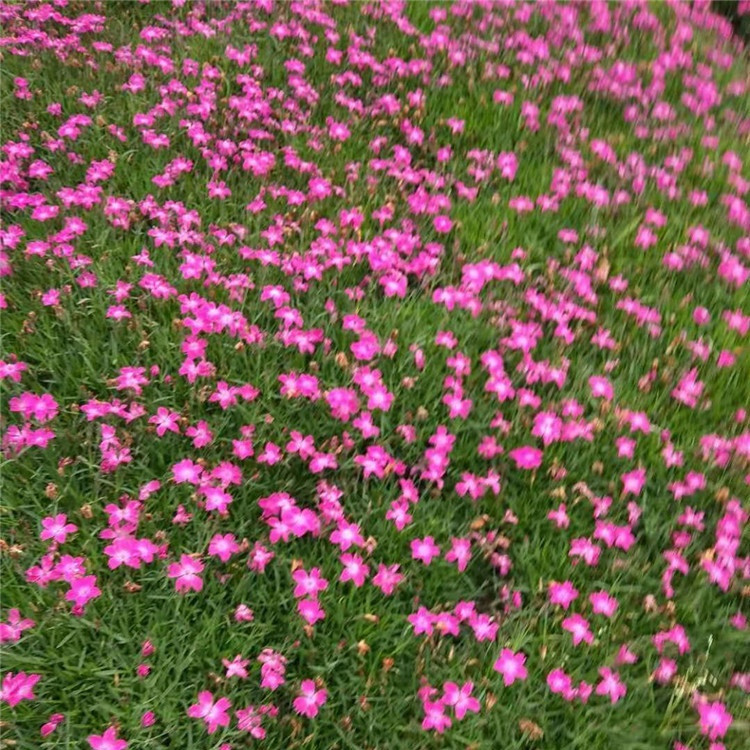 绿植盆栽欧石竹  欧石竹花海 适应性好