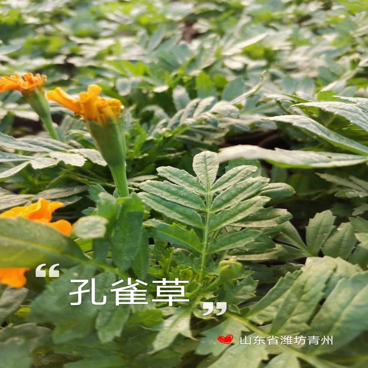 庭园栽培草花  孔雀草盆栽  庭园美化