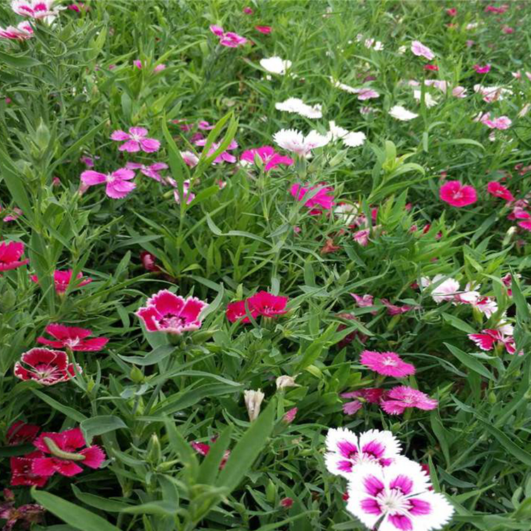 青州矮石竹价格  开花常绿地被  合花海打造