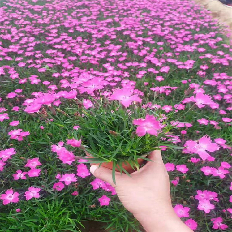 矮石竹基地直供  批发矮石竹  植株低矮
