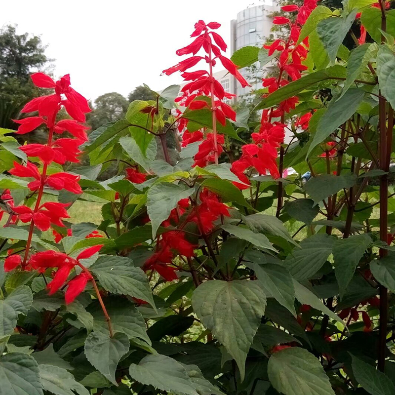 顺阳  鸡冠花种植 喜温暖阳光