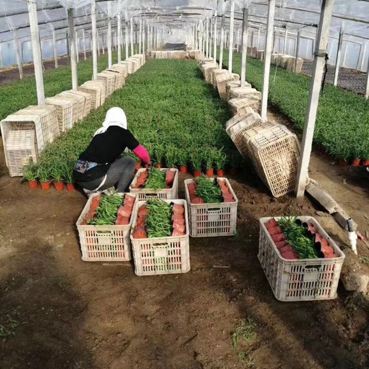 欢迎选购杂交石竹 观花杂交石竹价格