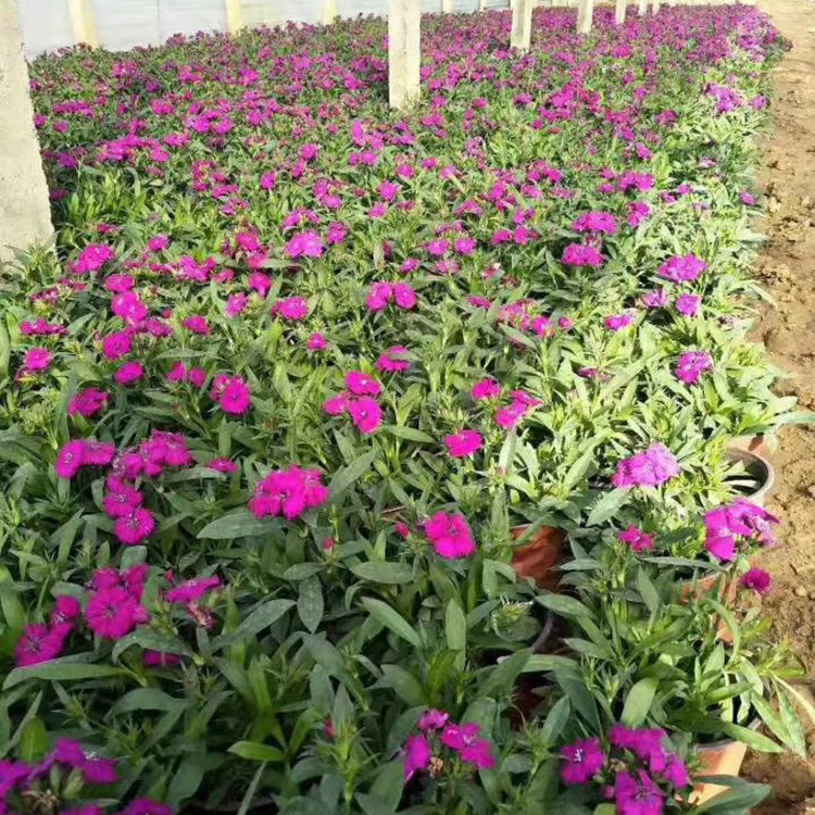 苏鹏供应杂交石竹 双色盆杂交石竹种植基地