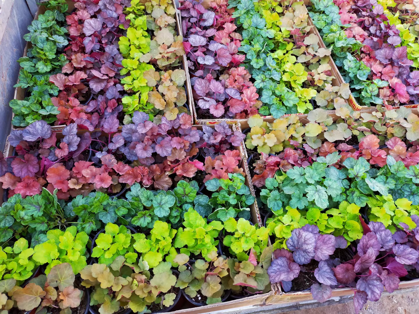 矾根观叶花卉矾根价格 矾根种苗 矾根批发