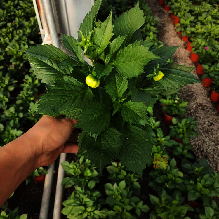小丽花价格  小丽花出售 山东小丽花供货商