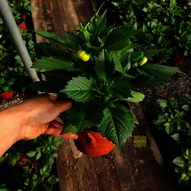 山东小丽花批发 小丽花种植厂家 小丽花小苗