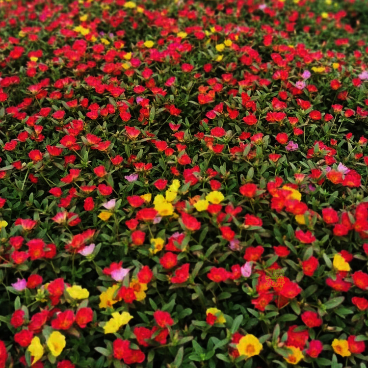 太阳花  太阳花价格 太阳花出售 夏杰花卉