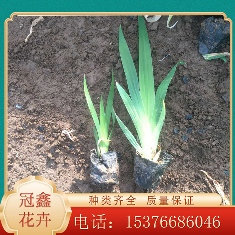 基地直售鸢尾 鸢尾销售 苗圃直供鸢尾