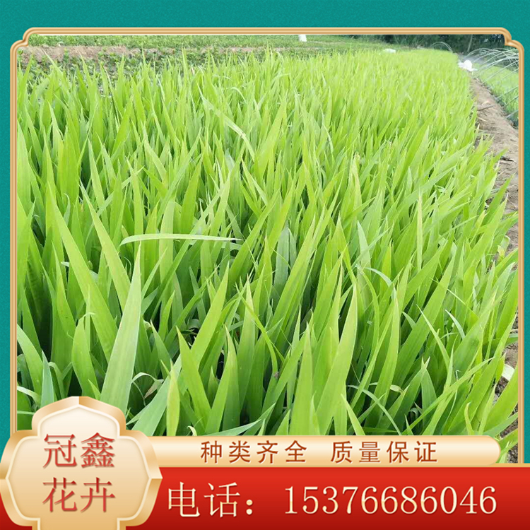 庭院绿化鸢尾 鸢尾出售 苗圃直供鸢尾
