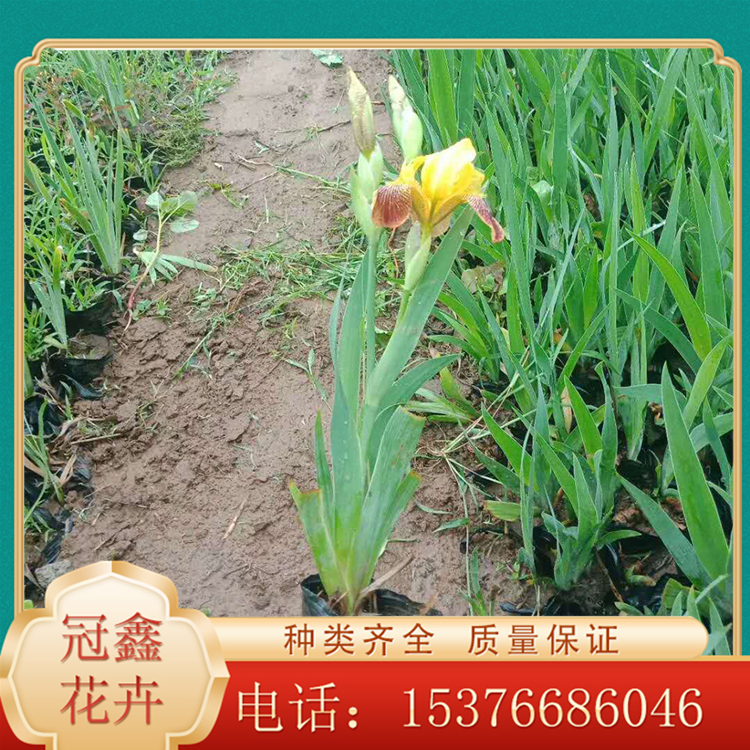 鸢尾幼苗 鸢尾供货商 大量现货供应鸢尾