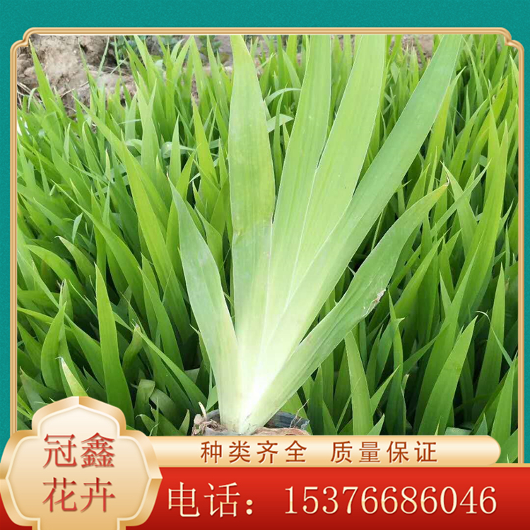 鸢尾小苗 鸢尾供应商 苗圃直供鸢尾