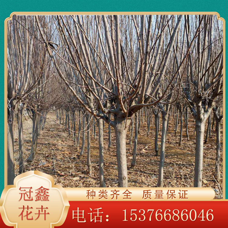 红叶李价格 现货出售红叶李 紫叶李