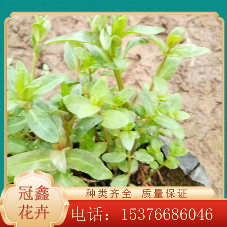 观赏千屈菜 千屈菜种植基地 量大优惠