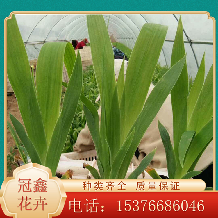 基地直售鸢尾 鸢尾培育 欢迎预订鸢尾
