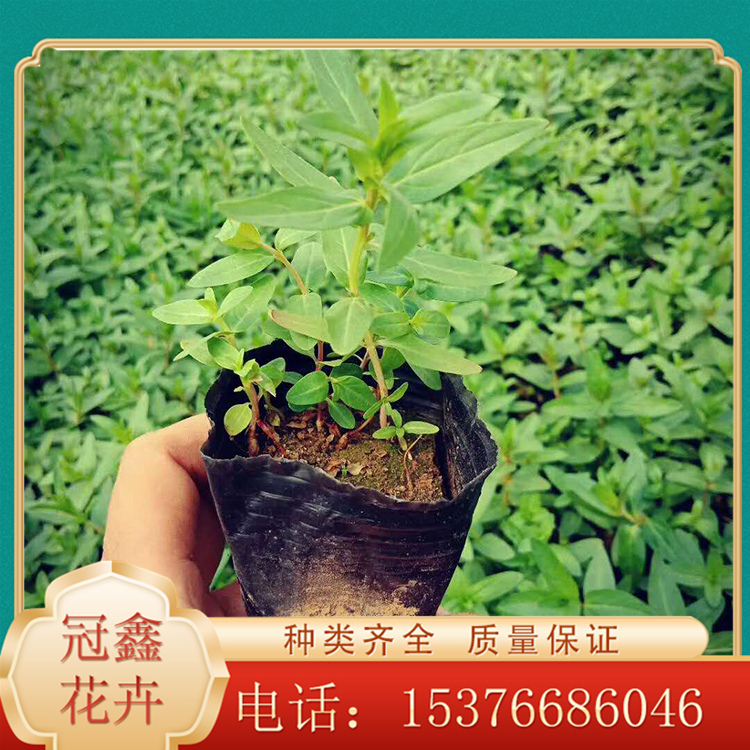 千屈菜幼苗 苗圃直供千屈菜 千屈菜种植基地