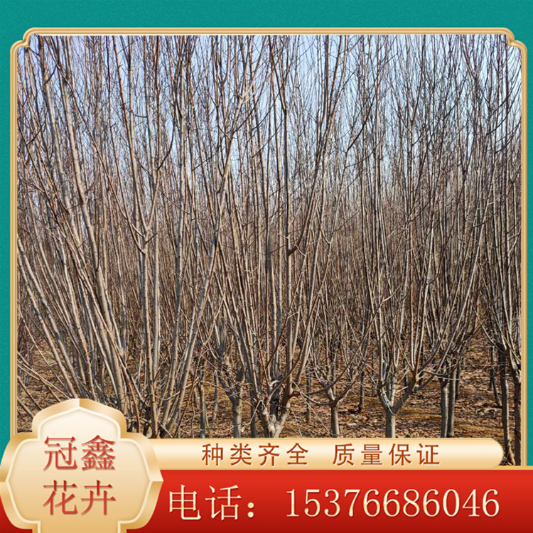 红叶李供应商 冠鑫批售红叶李 红叶李工程苗