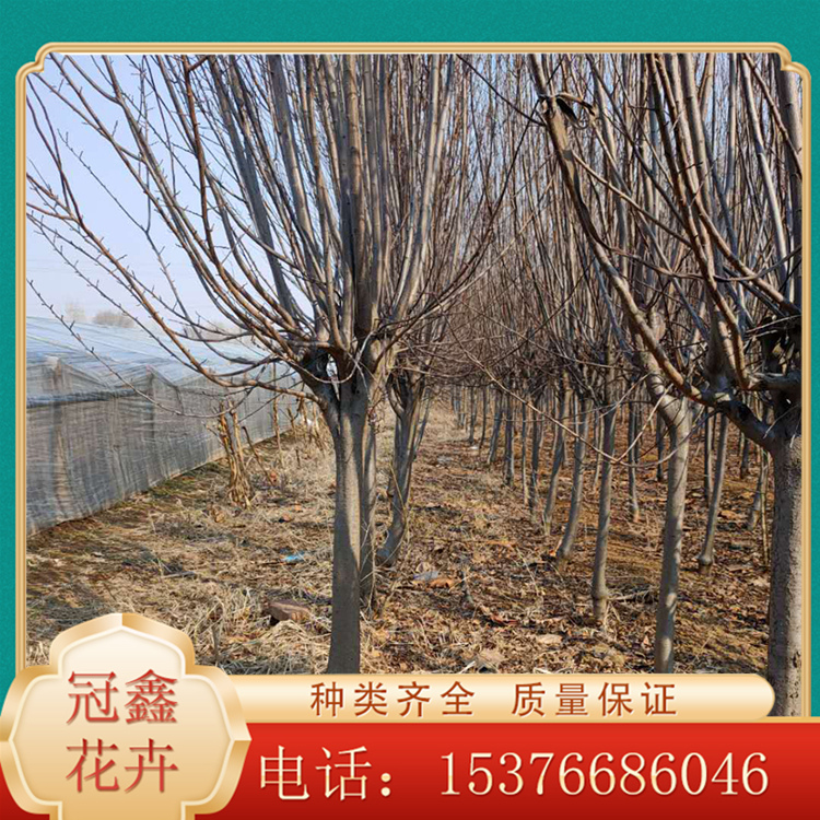 红叶李供货商 冠鑫批售红叶李 落叶红叶李