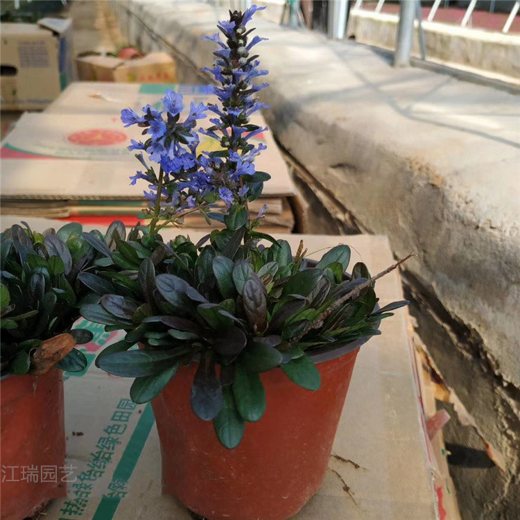 山东青州筋骨草基地 多花筋骨草盆苗价格 多花筋骨草厂家供应 江瑞