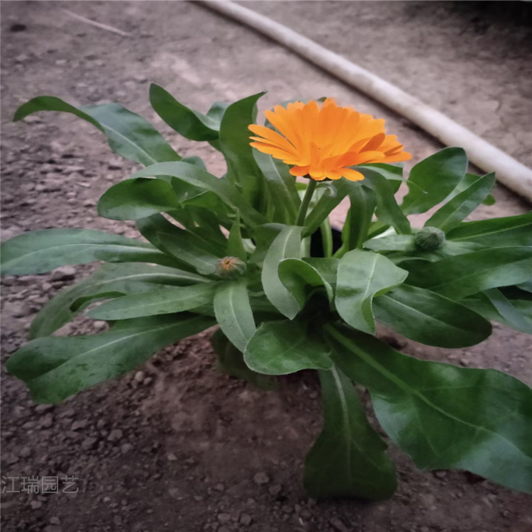 出售金盏菊 金盏菊盆苗价格 金盏菊种子 江瑞园艺直供