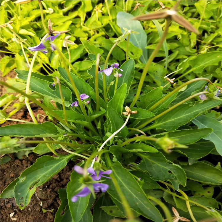 紫花地丁批发 青州紫花地丁出售价格 紫花地丁现货供应 欢迎选购