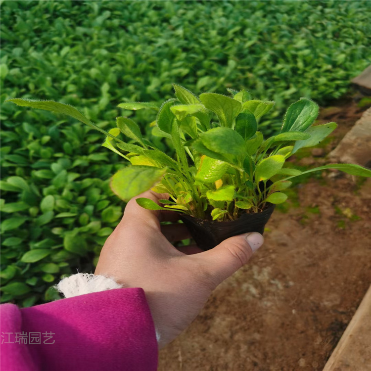 青州黑心菊价格 黑心菊小苗价格 黑心菊精选厂家 厂家直供