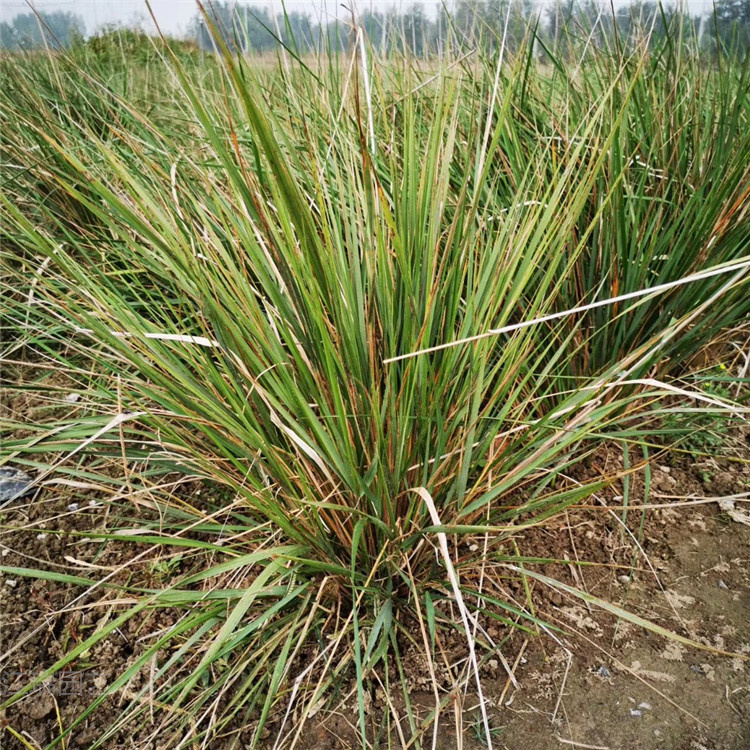 观赏草拂子茅基地 青州拂子茅价格 拂子茅种子 江瑞观赏草直批