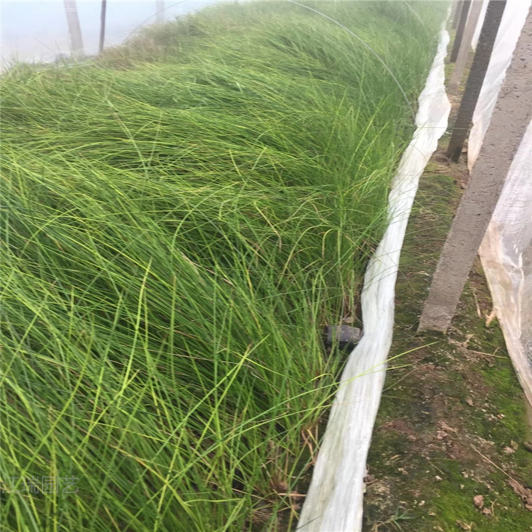 青州灯芯草基地 盆栽灯芯草价格 江瑞园艺灯芯草厂家直供