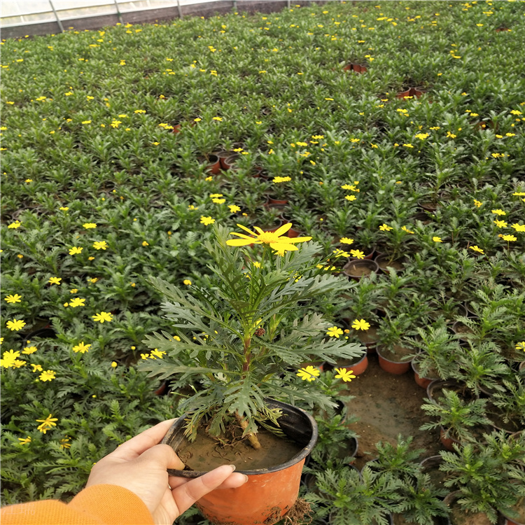 青州黄金菊基地 黄金菊价格 盆栽黄金菊现货供应 欢迎选购