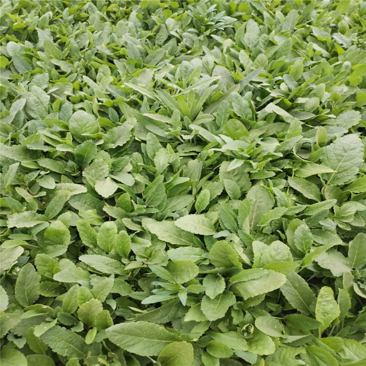 鼠尾草小苗基地 鼠尾草培育基地